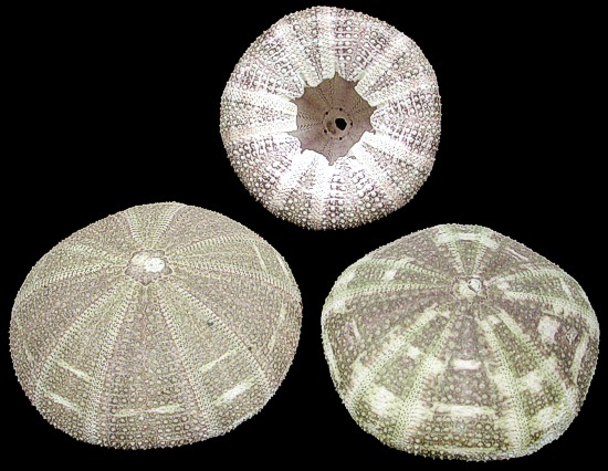 alfonso-green-sea-urchins.jpg