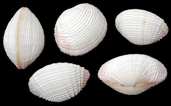 Cockle Shells