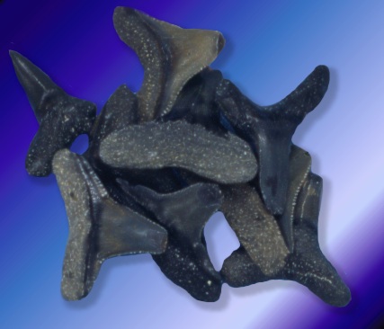 Ancient Shark Teeth