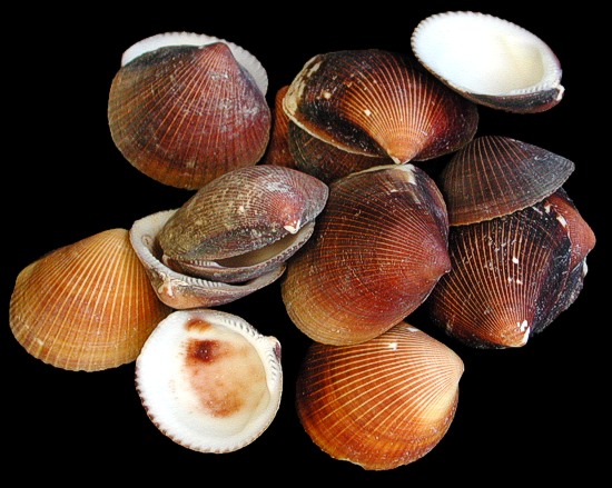 brown-cockle-shell.jpg