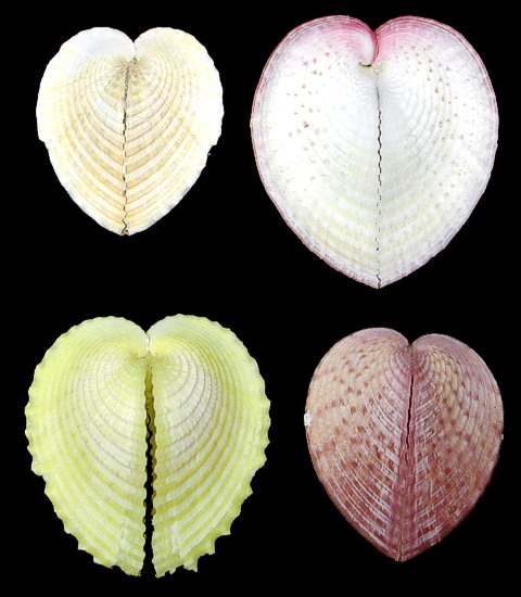 Cardium Cardissa shell