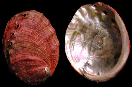 Deep Red Abalone