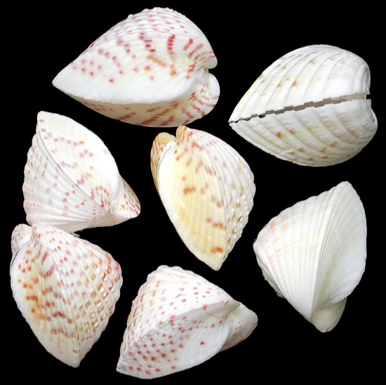 Hemi Cardium Pairs