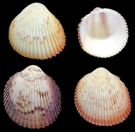 Haition Rose Cockle Shell