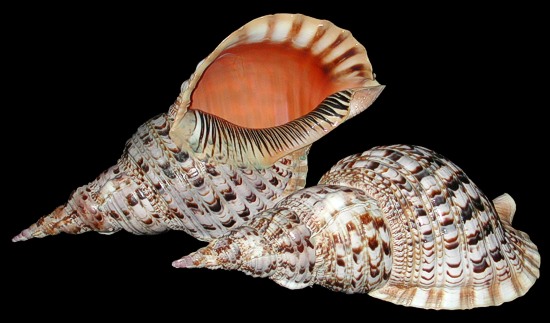 http://www.shells-of-aquarius.com/images/pacific-triton.jpg