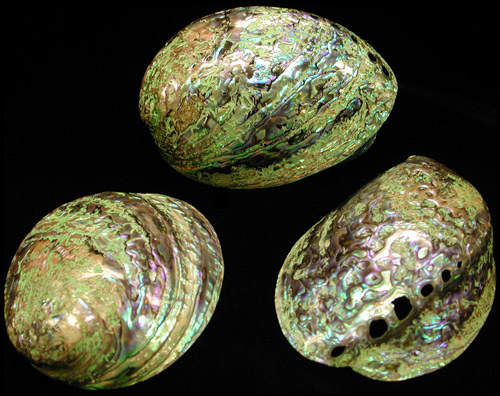 paua-abalone-polished-b.jpg