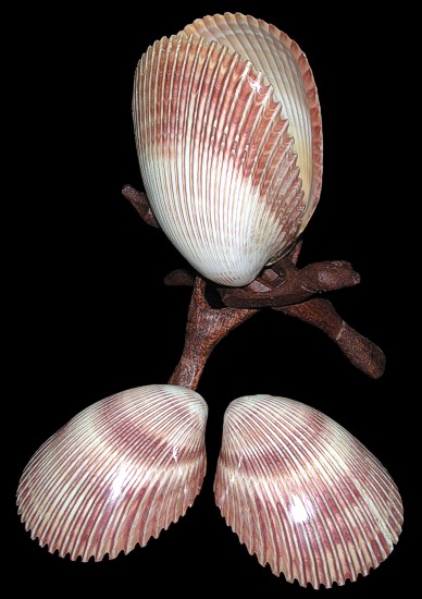 Giant Cockle Polished