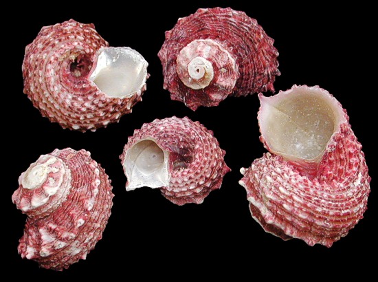 Red Delphinulus Shells