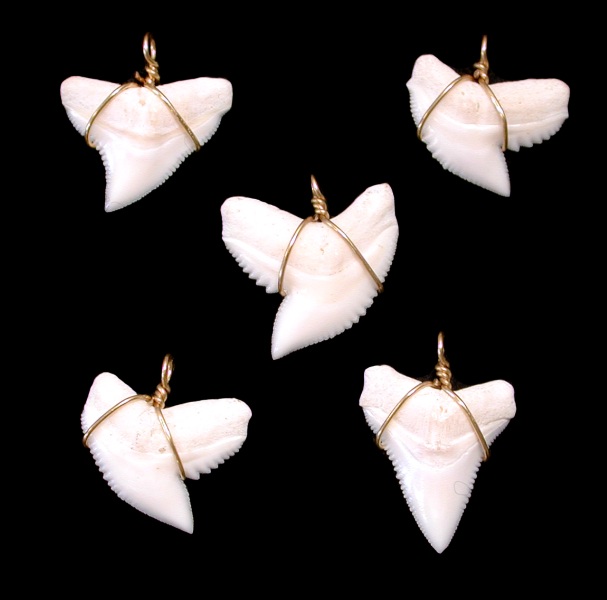 shark teeth images. Shark teeth with gold wire are