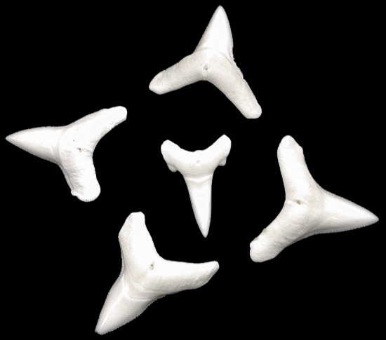 bull shark tooth. ull shark tooth. long,ull