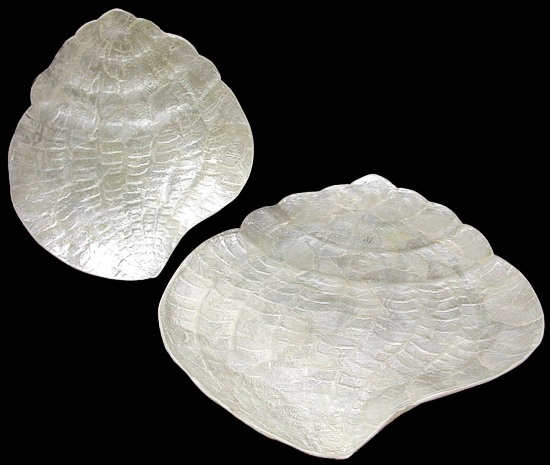 2 PC Capiz Snail Set X1-90  8/4/13