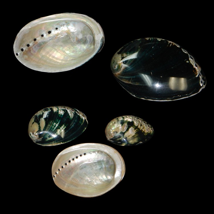 Abalone Black Polished PBA2-5