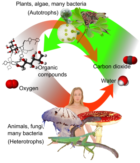 Overview of cycle between autotrophs and heterotrophs.