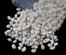 Bubble shells with drilled hole