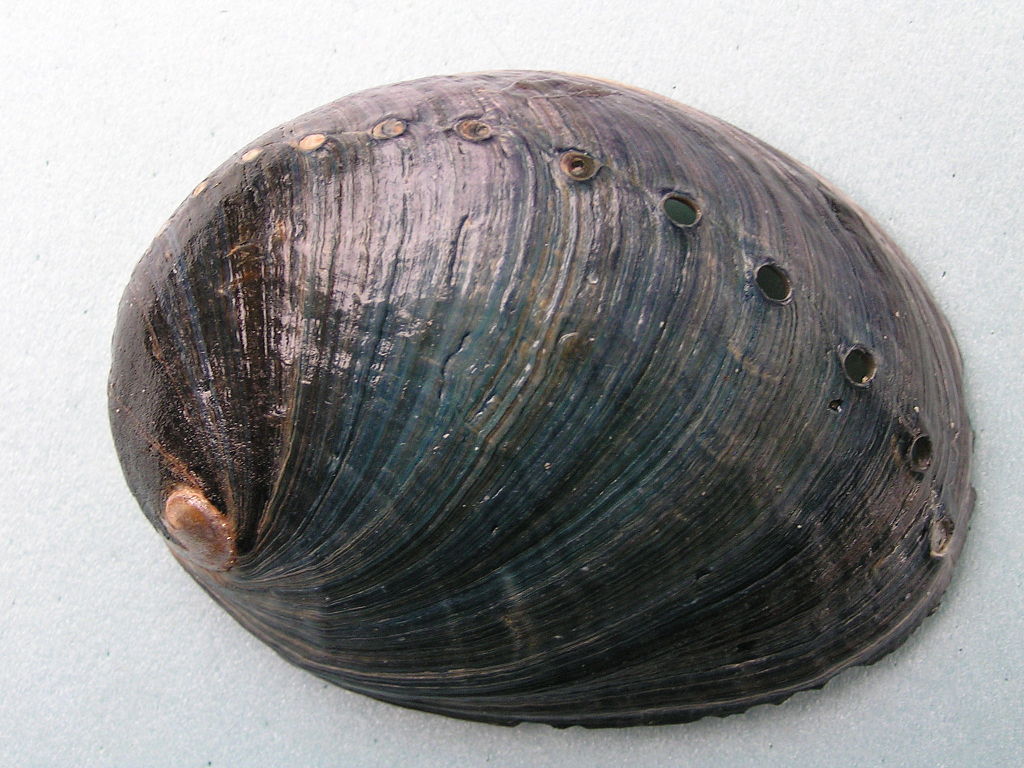 Haliotis Cracherodii_Abalone