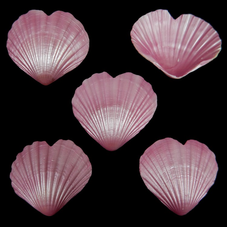 Heart Scallop Shell Dyed Pink SHP1-14