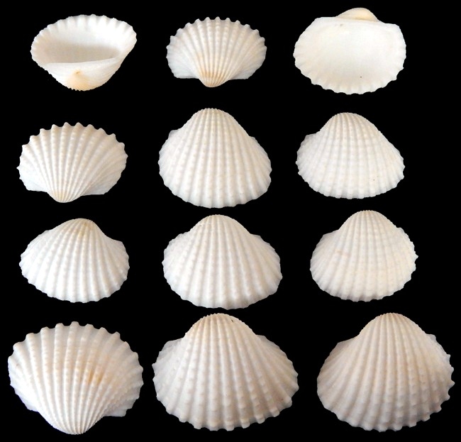 20 Pcs. Smooth Ark Seashells-Pecten,Clam,Scallop,Cockle Craft Seashells 1-1/2"~ 