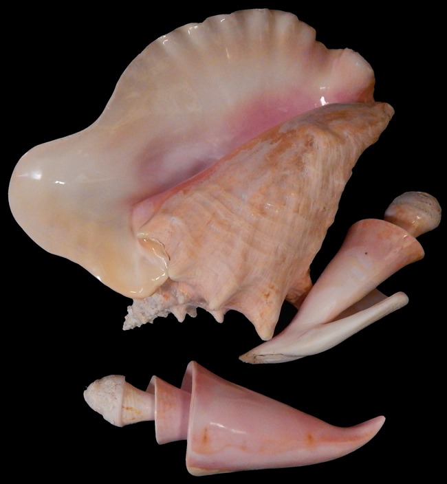 Cut Conch Shell Center