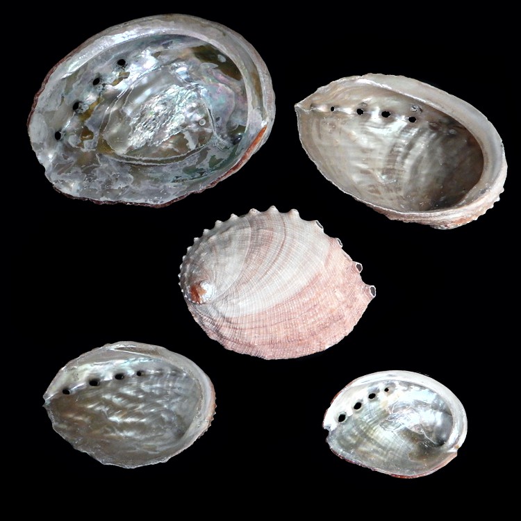 Abalone Shells variety, best pricing and quality