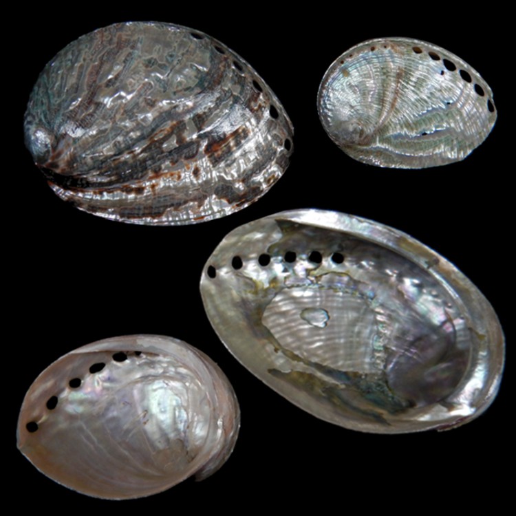 Silver Pearl Green Abalone PAP7-4