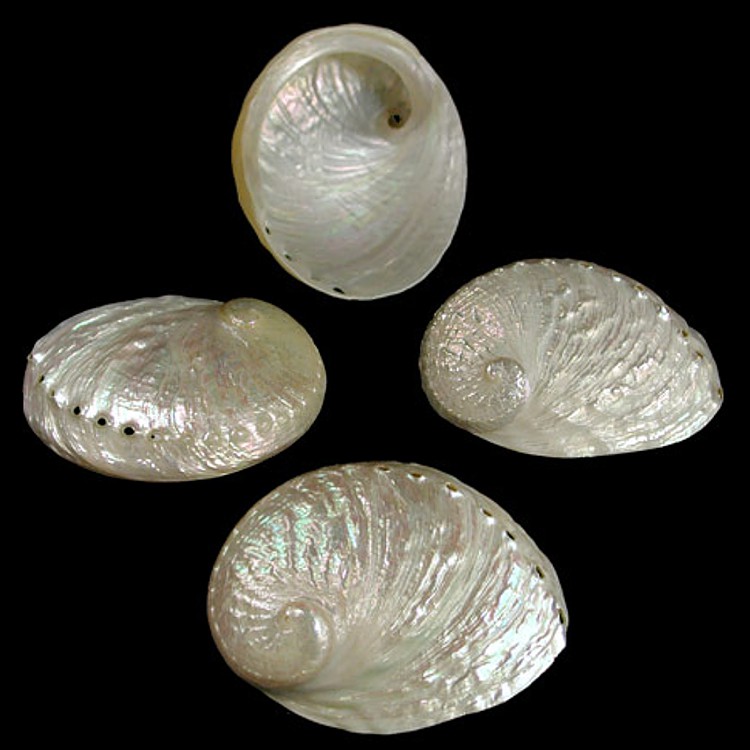 Silver Pearl Abalone PA2-5