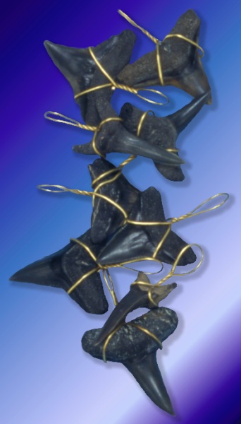 Ancient Shark Teeth H1-21