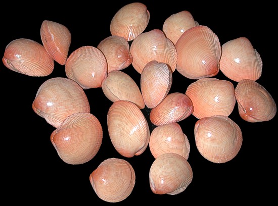 Baby Pink Clam Pairs   9/27/13