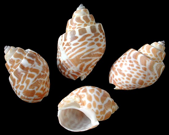 Areola Babylon Seashells XL - Babylonia Areolata - (3 shells approx. 2-2.5  inches)