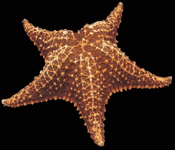 Bahama Star Fish