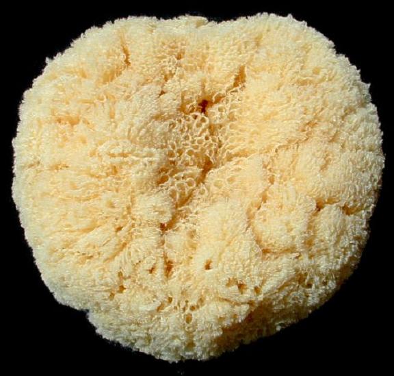 Bath Sponges