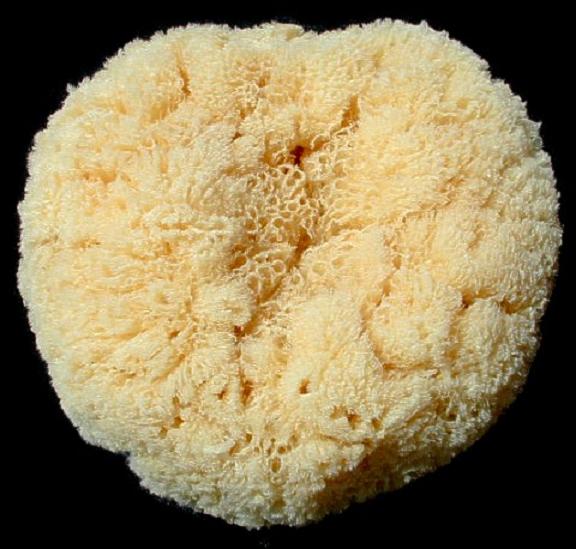 Sea Sponges