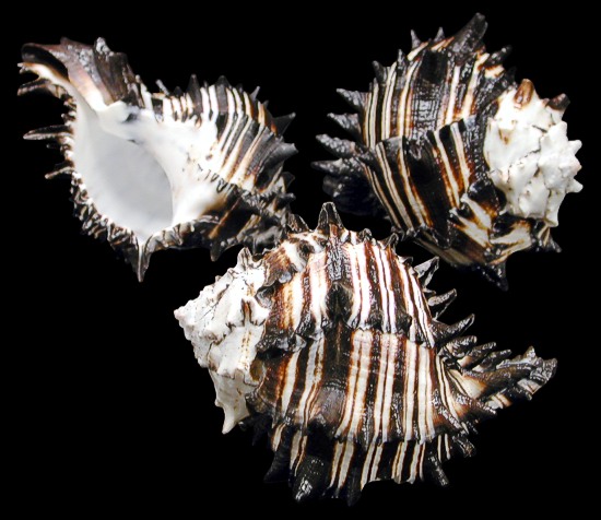 Assorted Shells Murex Two Reef Rock Specimens Sea Shell Assortment Carrier Shell Spider Conch 7 Shells Whelk Shell Collecting Cones