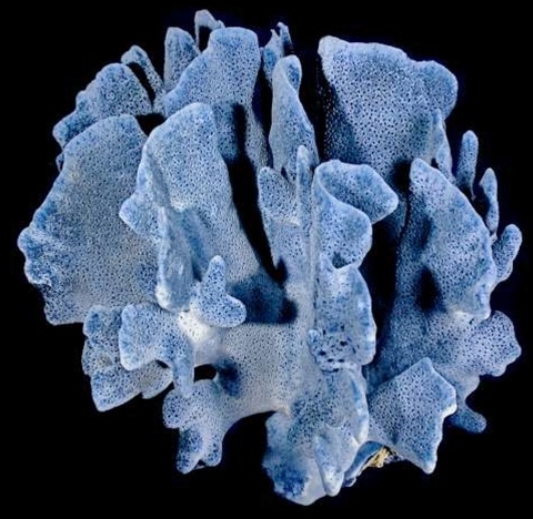Blue Ridge Coral 