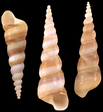 Aspecto de la Turritella Aspecto de la Turritella