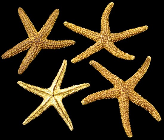 Brown Star Fish