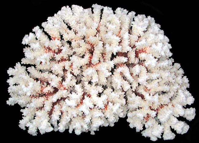 Brownstem Coral  