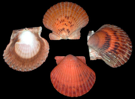 Calico Natural Color Scallops