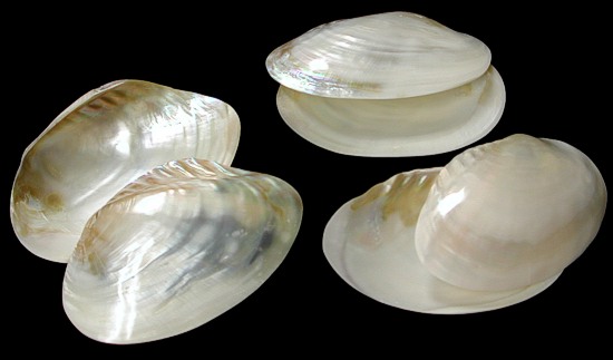 Clam and Cebu shells