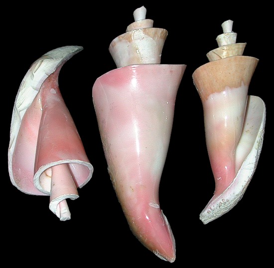 Cut Conch Shell Center