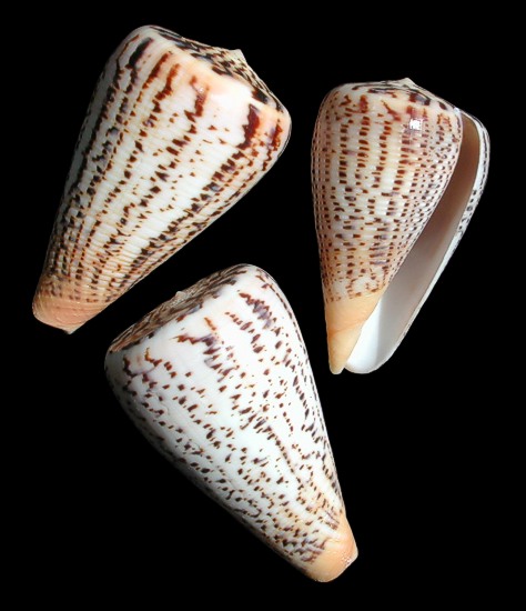 Conus Suratensis   9/29/13