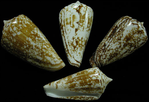 Conus Neptune  9/29/13
