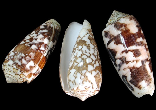 Conus Striatus   9/29/13