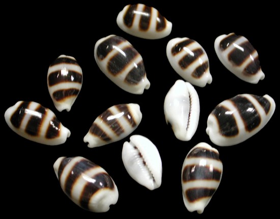 Cyprea Shells a wide variety from rare collector shells to the more common ...