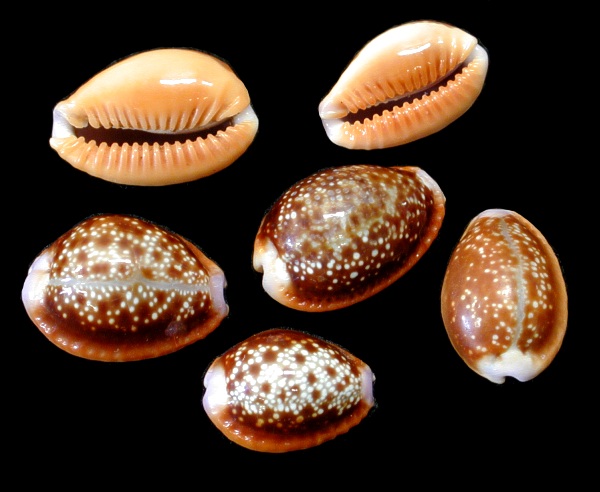 Cyprea Shells a wide variety from rare collector shells to the more common ...