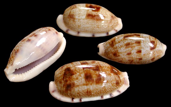 Cyprea Shells a wide variety from rare collector shells to the more common ...