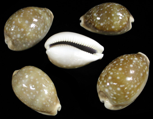 Deer Cowry Shell   10/8/13