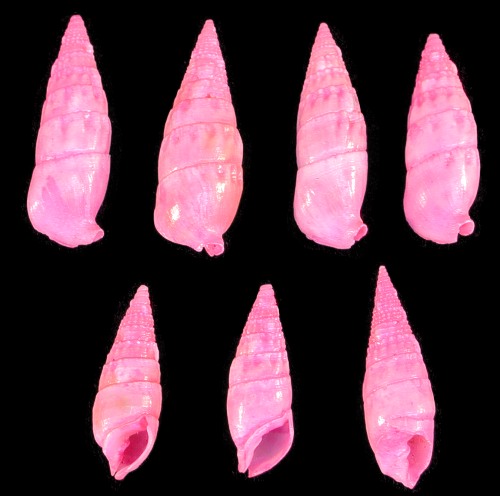 Dyed Pink Cerithiums   10/22/13