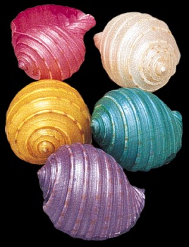 Dyed Tessalata Shells 1   10/22/13