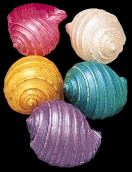 Dyed Tessalata Shells 1   10/22/13