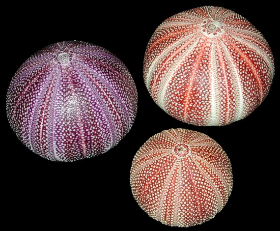 English Channel Sea Urchin